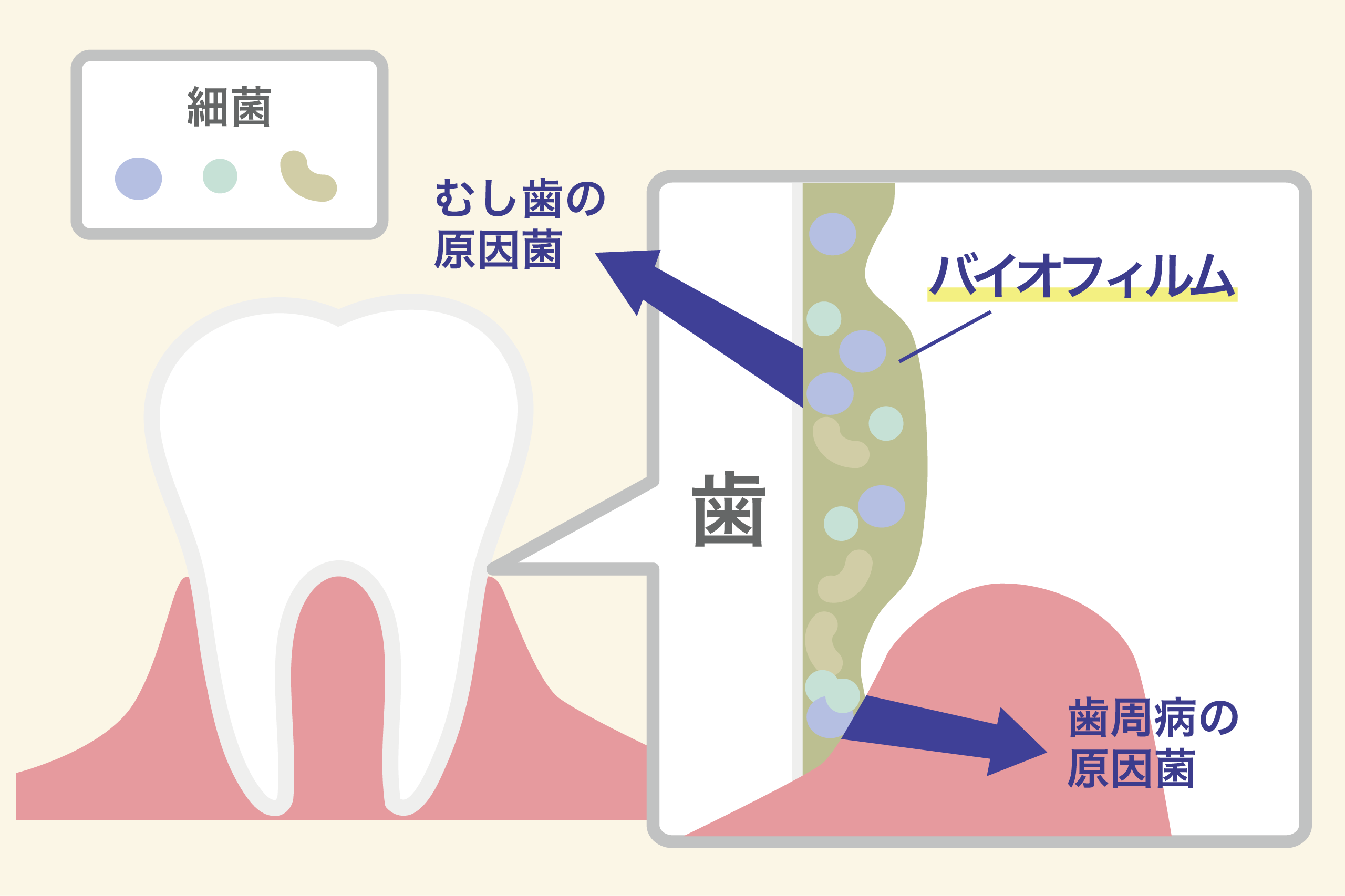 口の中のたくさんの細菌